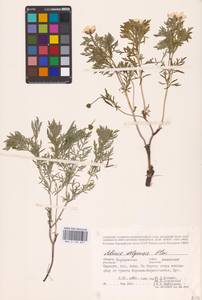 Adonis volgensis DC., Eastern Europe, Central forest-and-steppe region (E6) (Russia)