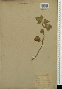 Hedera helix L., Crimea (KRYM) (Russia)