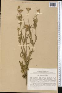 Lomelosia persica (Boiss.) Greuter & Burdet, Middle Asia, Kopet Dag, Badkhyz, Small & Great Balkhan (M1) (Turkmenistan)