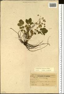 Potentilla ancistrifolia Bunge, Siberia, Russian Far East (S6) (Russia)