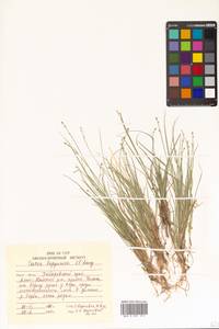 Carex lapponica O.Lang, Siberia, Russian Far East (S6) (Russia)