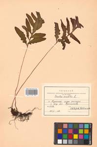 Onoclea sensibilis L., Siberia, Russian Far East (S6) (Russia)