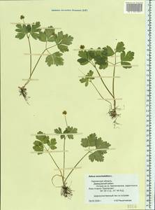 Adoxa moschatellina L., Eastern Europe, Western region (E3) (Russia)