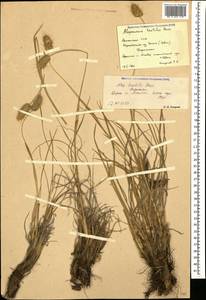 Alopecurus textilis Boiss., Caucasus, Armenia (K5) (Armenia)