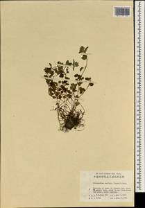 Clinopodium gracile (Benth.) Kuntze, South Asia, South Asia (Asia outside ex-Soviet states and Mongolia) (ASIA) (China)