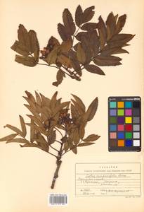 Sorbus sambucifolia (Cham. & Schltdl.) M. Roem., Siberia, Russian Far East (S6) (Russia)