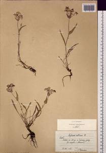 Bupleurum multinerve DC., Siberia, Altai & Sayany Mountains (S2) (Russia)