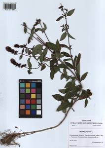 Mentha × piperita L., Siberia, Altai & Sayany Mountains (S2) (Russia)
