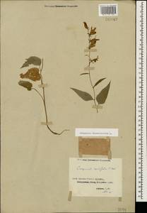 Campanula rapunculoides L., Caucasus, Georgia (K4) (Georgia)