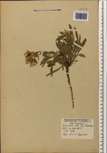 Convolvulus lineatus L., Caucasus, Armenia (K5) (Armenia)