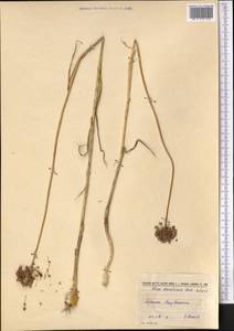 Allium atroviolaceum Boiss., Middle Asia, Syr-Darian deserts & Kyzylkum (M7) (Uzbekistan)