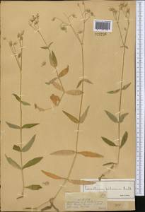 Cerastium pauciflorum Stev. ex Ser., Middle Asia, Dzungarian Alatau & Tarbagatai (M5) (Kazakhstan)