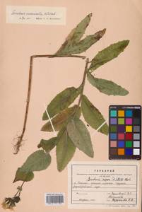 Sonchus brachyotus DC., Siberia, Russian Far East (S6) (Russia)