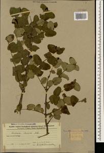 Lonicera iberica M. Bieb., Caucasus, Azerbaijan (K6) (Azerbaijan)