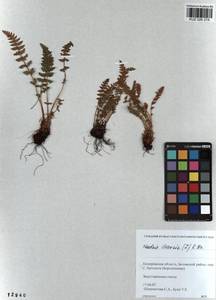 Woodsia ilvensis (L.) R. Br., Siberia, Altai & Sayany Mountains (S2) (Russia)