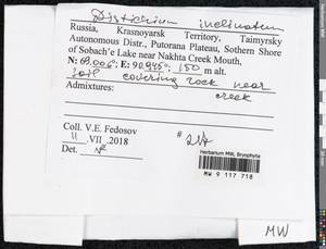 Distichium inclinatum (Hedw.) Bruch & Schimp., Bryophytes, Bryophytes - Krasnoyarsk Krai, Tyva & Khakassia (B17) (Russia)