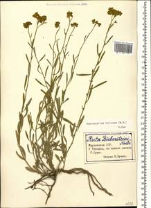 Haplophyllum villosum (M. Bieb.) G. Don, Caucasus, Georgia (K4) (Georgia)