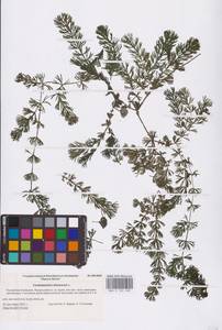 Ceratophyllum demersum L., Eastern Europe, Lower Volga region (E9) (Russia)
