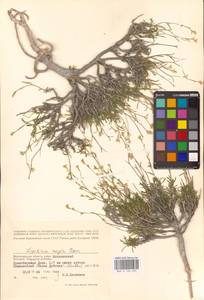 Lepidium lyratum L., Eastern Europe, Lower Volga region (E9) (Russia)