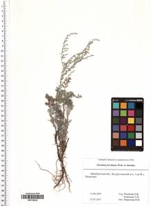 Artemisia lercheana Weber ex Stechm., Eastern Europe, Eastern region (E10) (Russia)