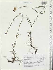 Dianthus borbasii, Eastern Europe, Central region (E4) (Russia)