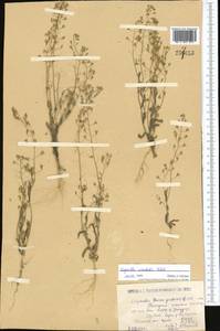 Capsella orientalis Klokov, Middle Asia, Caspian Ustyurt & Northern Aralia (M8) (Kazakhstan)