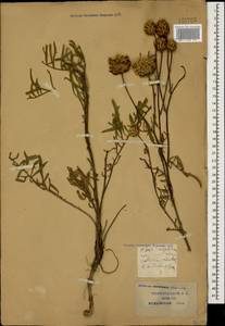 Centaurea orientalis L., Caucasus, Krasnodar Krai & Adygea (K1a) (Russia)