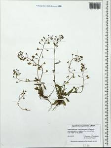 Capsella bursa-pastoris (L.) Medik., Siberia, Chukotka & Kamchatka (S7) (Russia)