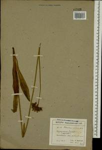 Pilosella echioides subsp. echioides, Eastern Europe, North Ukrainian region (E11) (Ukraine)