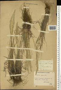 Koeleria pyramidata (Lam.) P.Beauv., Eastern Europe, South Ukrainian region (E12) (Ukraine)