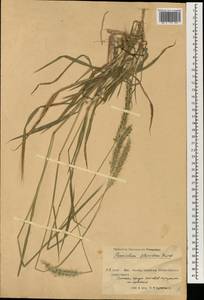 Cenchrus flaccidus (Griseb.) Morrone, South Asia, South Asia (Asia outside ex-Soviet states and Mongolia) (ASIA) (China)