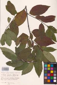Prunus serotina Ehrh., Eastern Europe, South Ukrainian region (E12) (Ukraine)