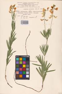 Lathyrus pallescens (M.Bieb.) K.Koch, Eastern Europe, Central forest-and-steppe region (E6) (Russia)