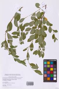 Prunus fruticosa Pall., Eastern Europe, Moscow region (E4a) (Russia)