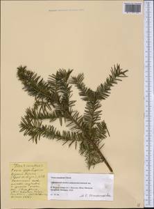 Taxus canadensis Marshall, America (AMER) (United States)