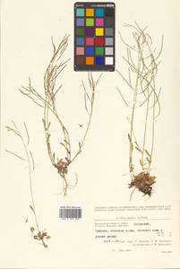 Arabidopsis lyrata subsp. kamchatica (Fisch. ex DC.) O'Kane & Al-Shehbaz, Siberia, Chukotka & Kamchatka (S7) (Russia)