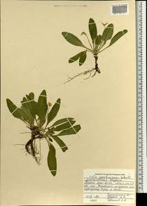 Viola gmeliniana Roem. & Schult., Mongolia (MONG) (Mongolia)