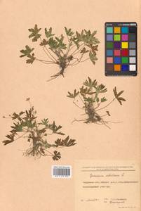 Geranium sibiricum L., Siberia, Russian Far East (S6) (Russia)