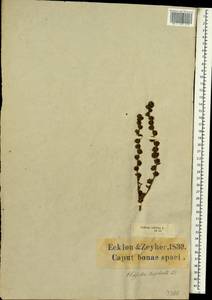 Cliffortia polygonifolia var. trifoliata (L.) Harv., Africa (AFR) (South Africa)