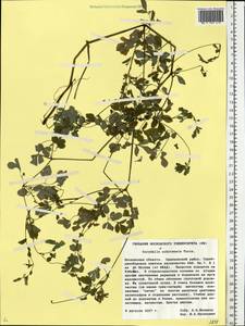Corydalis ochotensis Turcz., Eastern Europe, Moscow region (E4a) (Russia)