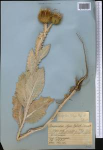 Onopordum leptolepis DC., Middle Asia, Western Tian Shan & Karatau (M3) (Kazakhstan)