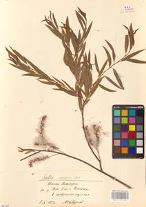 Salix songarica Andersson, Middle Asia, Muyunkumy, Balkhash & Betpak-Dala (M9) (Kazakhstan)