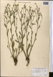 Rhinactinidia limoniifolia (Less.) Novopokr. ex Botsch., Middle Asia, Western Tian Shan & Karatau (M3) (Kyrgyzstan)