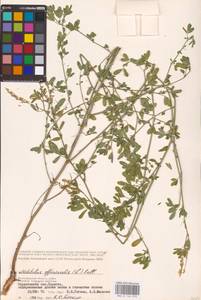 Melilotus officinalis (L.) Lam., Eastern Europe, Lower Volga region (E9) (Russia)