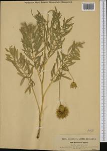 Rhaponticoides alpina (L.) M. V. Agab. & Greuter, Western Europe (EUR)
