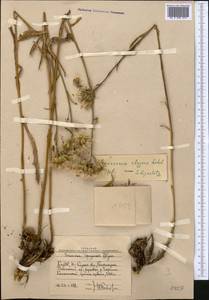 Saussurea elegans Ledeb., Middle Asia, Western Tian Shan & Karatau (M3) (Uzbekistan)