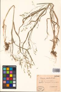 Bromus japonicus Houtt., Eastern Europe, Rostov Oblast (E12a) (Russia)