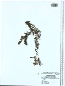 Ceratophyllum demersum L., Eastern Europe, Central region (E4) (Russia)