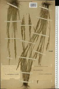 Puccinellia gigantea (Grossh.) Grossh., Eastern Europe, Eastern region (E10) (Russia)