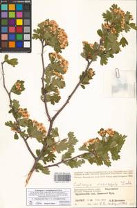Crataegus ×subsphaericea Gand., Eastern Europe, Lower Volga region (E9) (Russia)